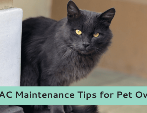 6 HVAC Maintenance Tips for Pet Owners